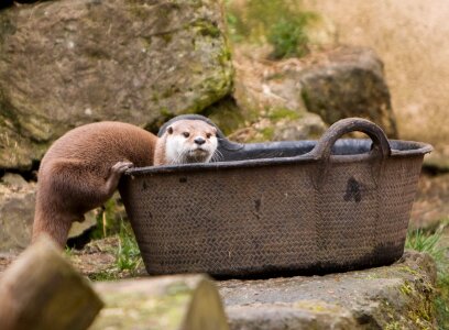 Cute nature wildlife