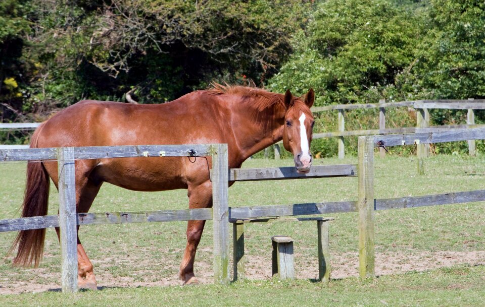 Equine animal beautiful