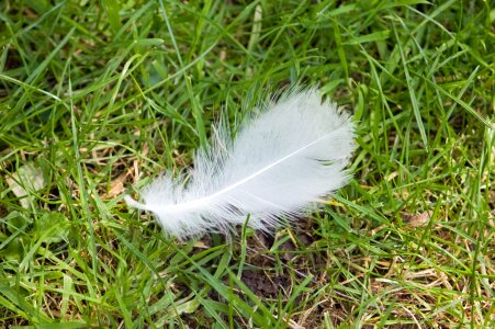 Grass outdoors nature
