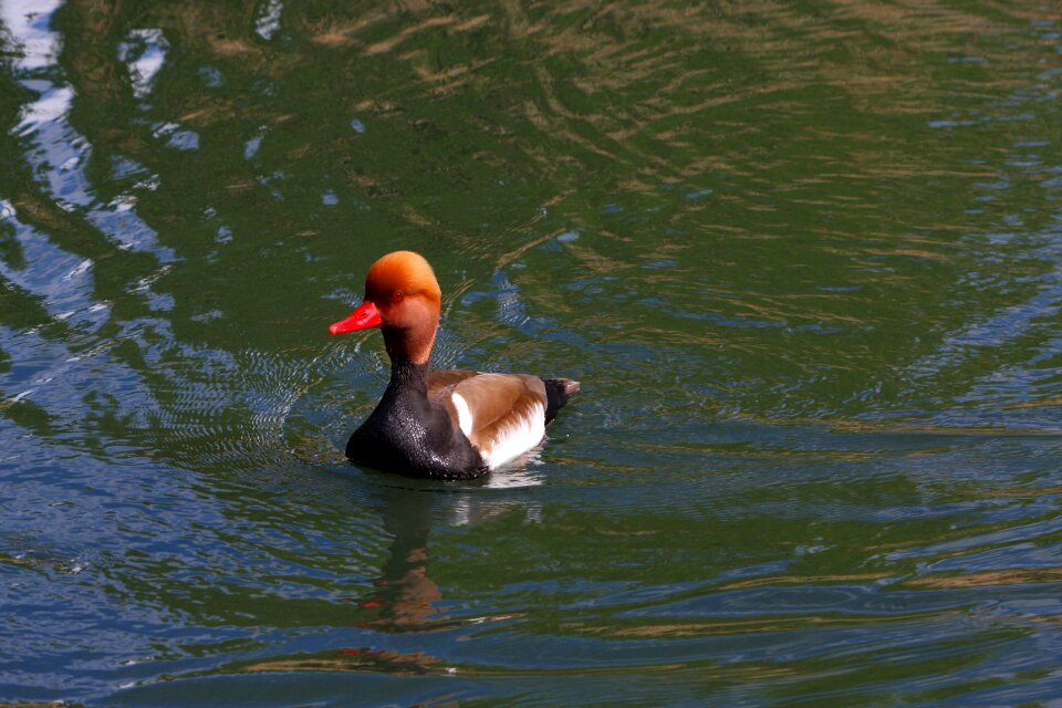 Bird swimming water