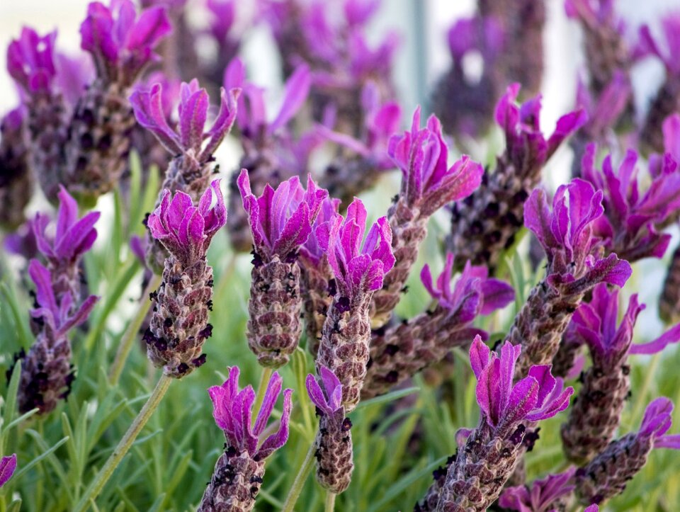 Purple flowers nature photo