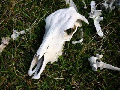 Cattle death skeleton photo