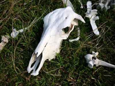 Cattle death skeleton