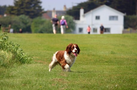 Spaniel dog canine photo