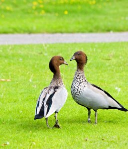 Birds animals wildlife photo