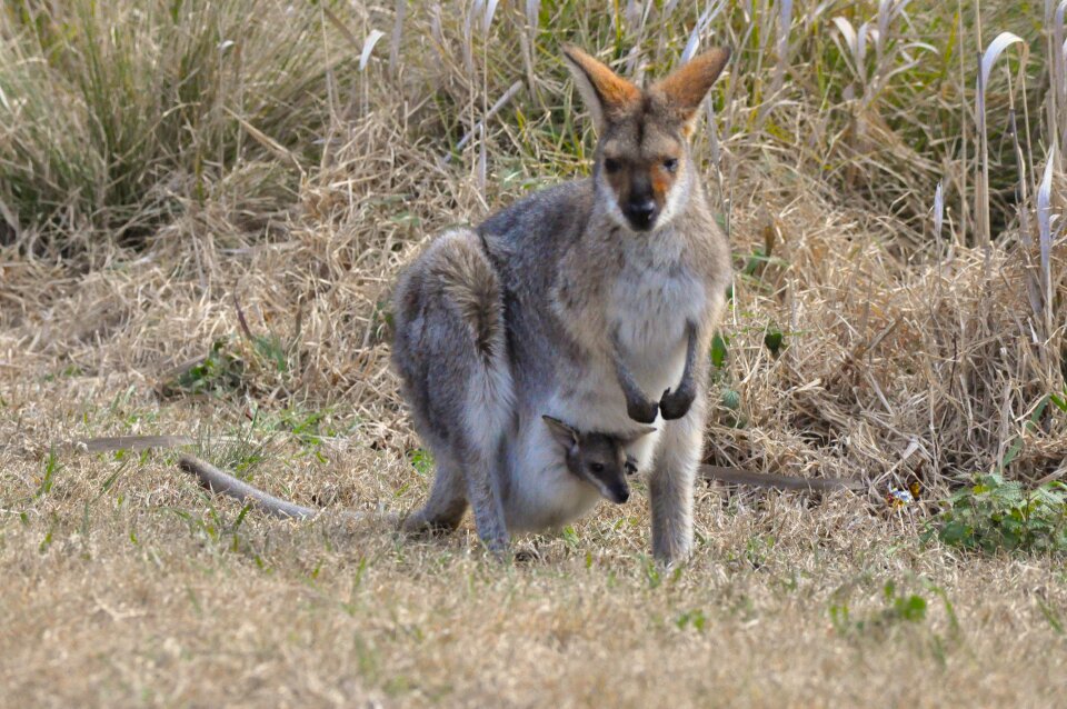 Joey wildlife nature