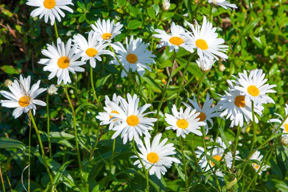 Pretty white nature