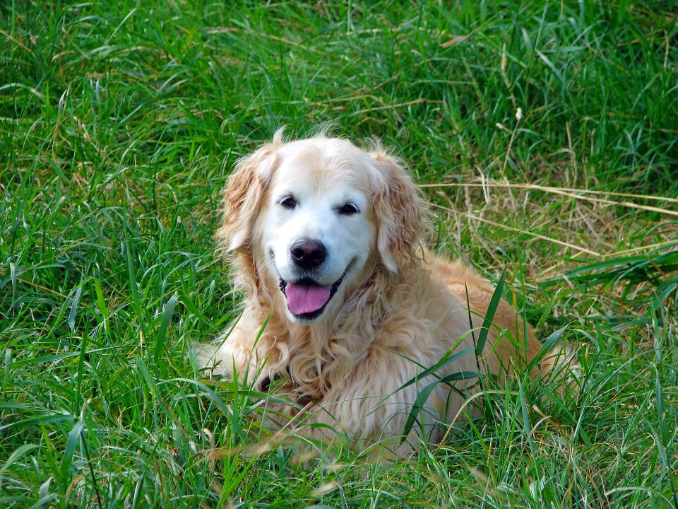 Canine pet animal