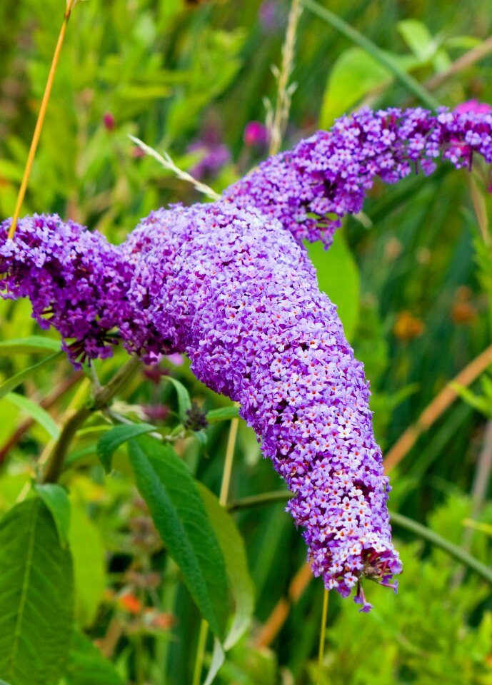 Lilac flowers floral