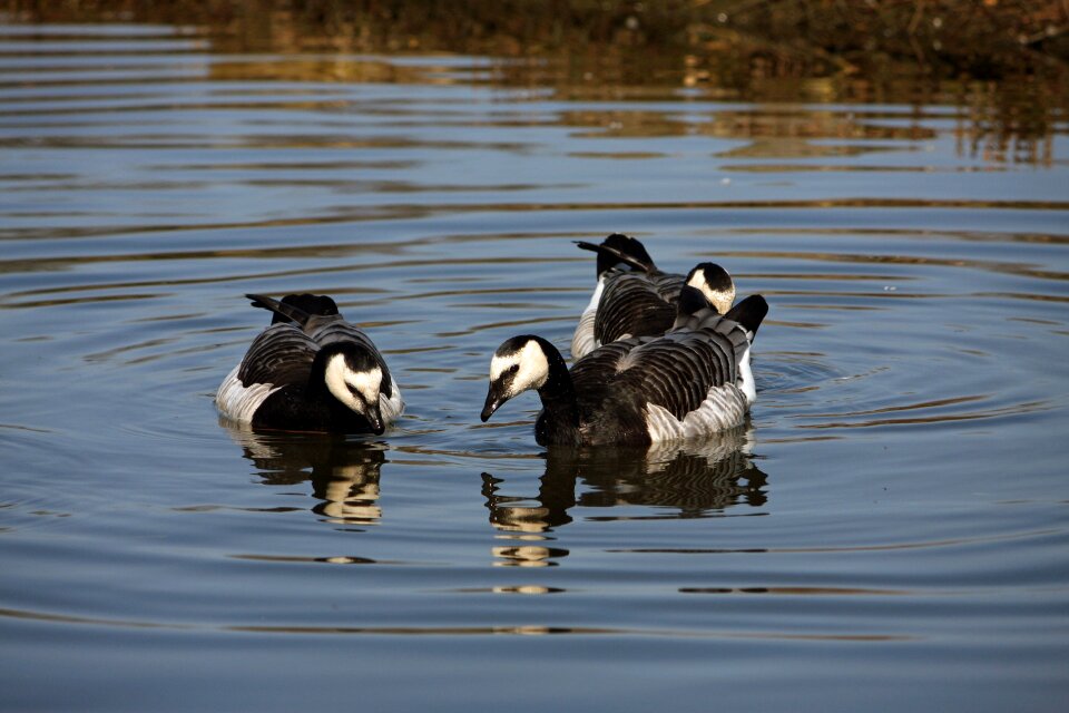 Birds animals outdoors