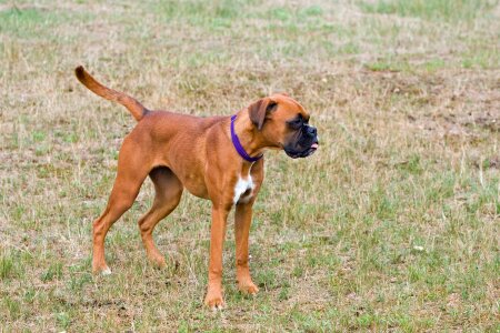 Cute young puppy photo