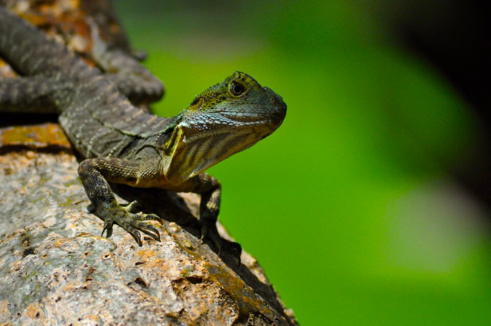 Cold-blooded animal wildlife