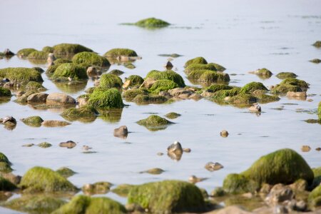 Seaweed seaside coast