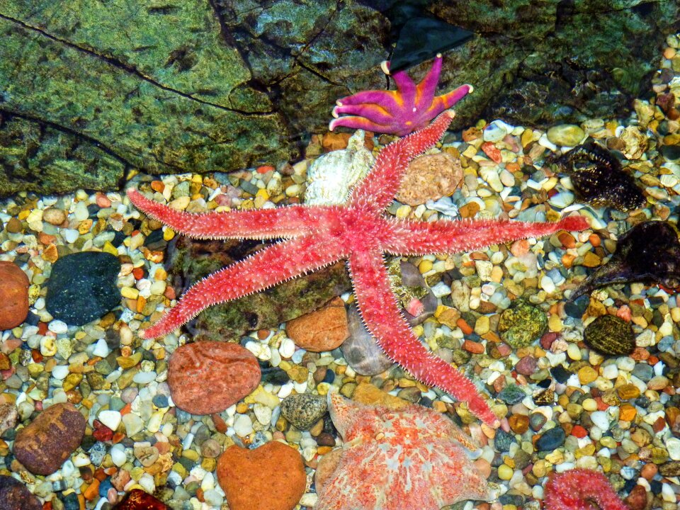 Aquarium ocean life
