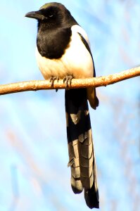 Birds champaign fowl photo