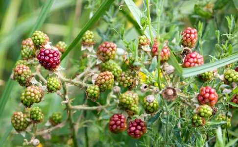 Bush red green