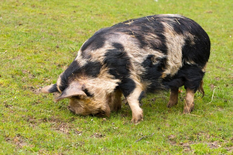 Grass animal farm