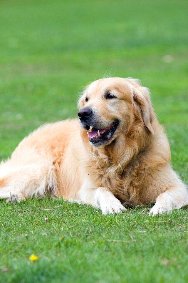 Dog canine pet