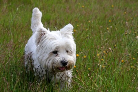 West highland terrier terrier cute photo