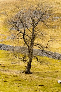 Nature landscape wood