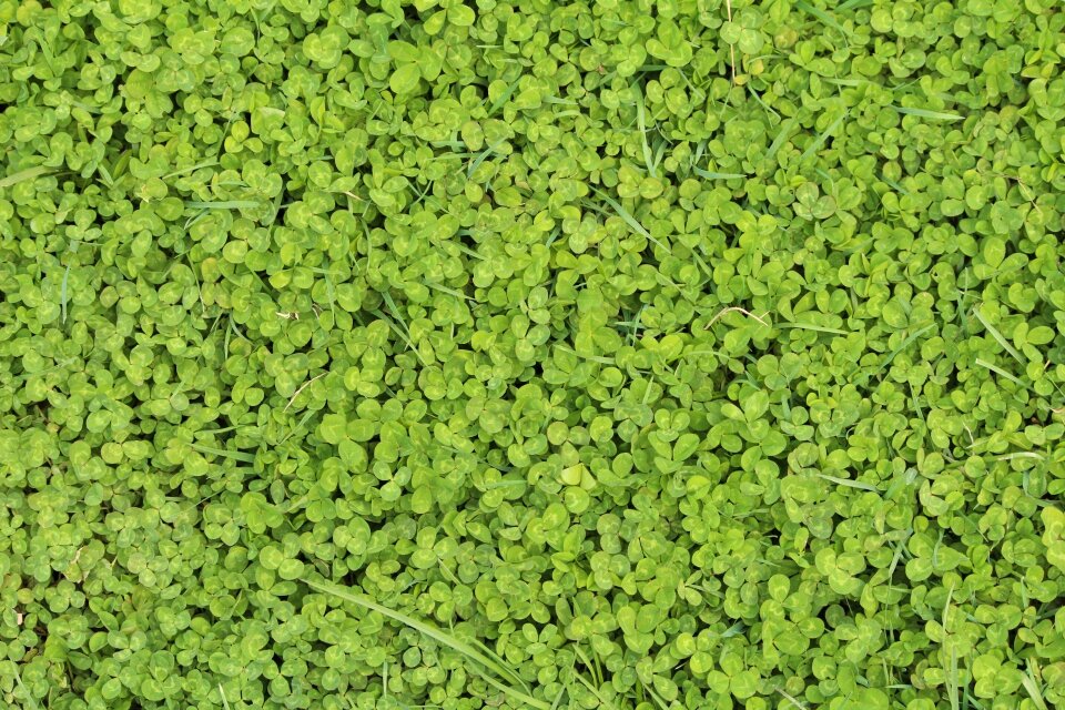 Background clover grass