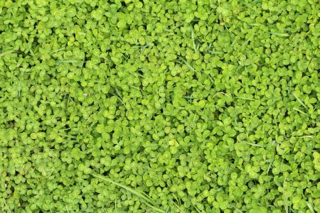 Background clover grass photo