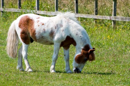 Pretty equine animal photo