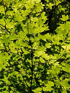 Tree branch sunlight photo