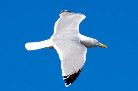 Sea gull sky photo