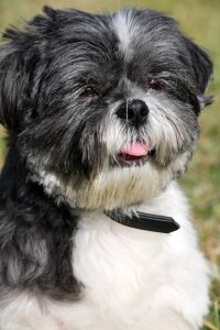 Adorable close-up canine photo