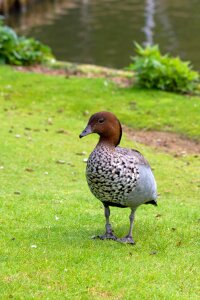 Brown animal wildlife