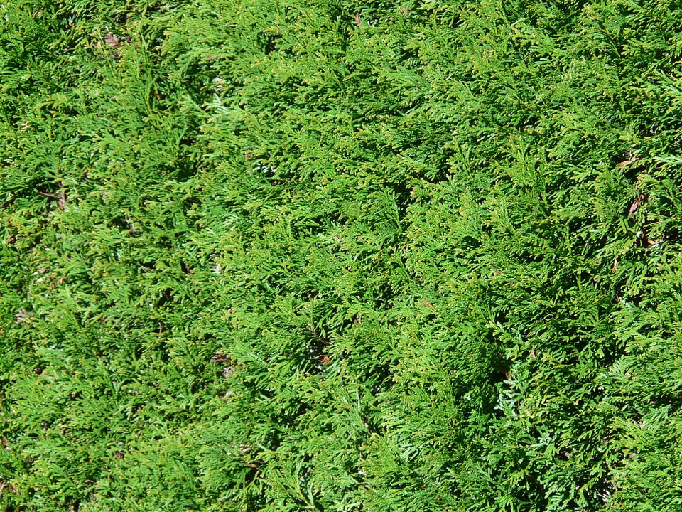 Cypress under glass cupressaceae hedge plant