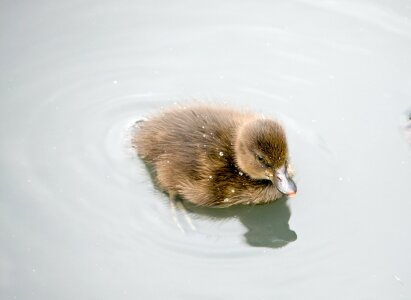 Cute fluffy water photo