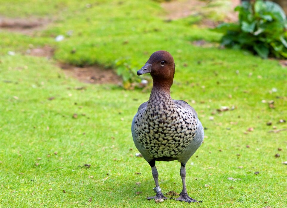 Animal nature wildlife