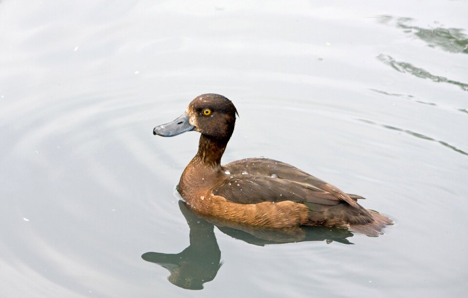 Pretty animal wildlife