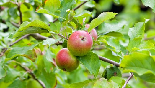 Tree fruit food