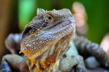 Cold-blooded animal wildlife