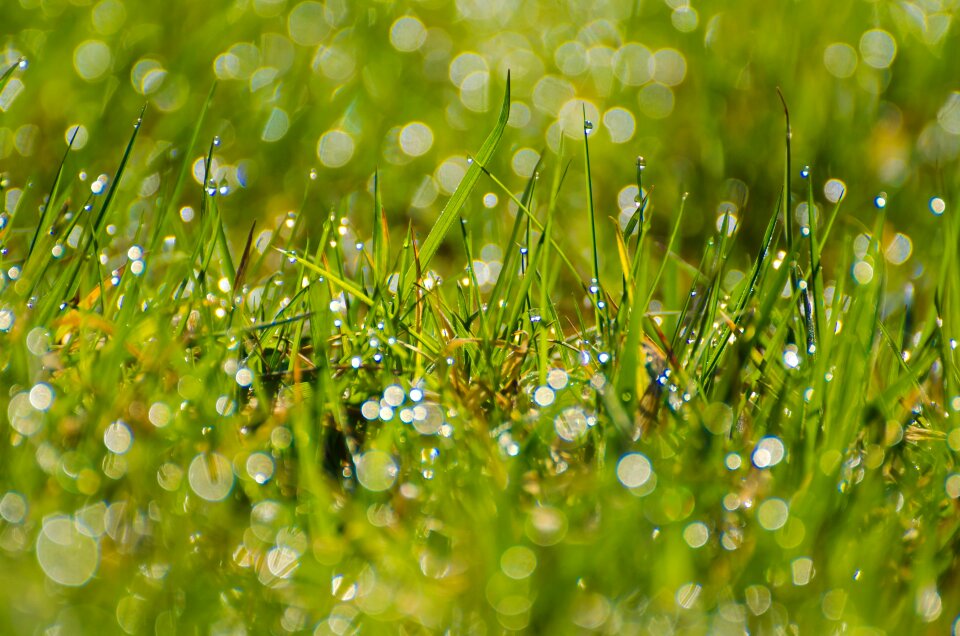Green background wallpaper