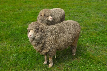 Animal farm lamb photo