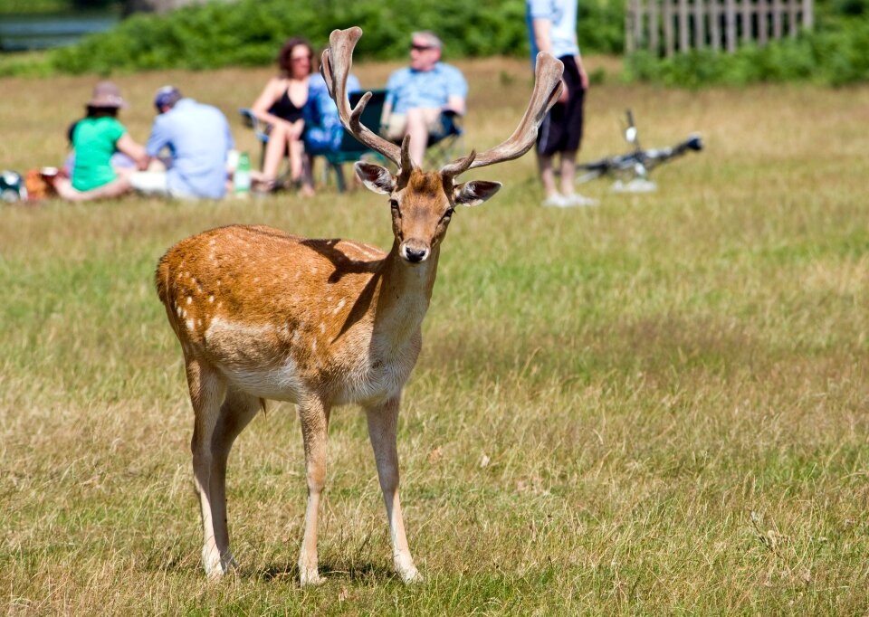 Wildlife close-up pretty