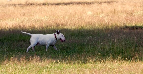 White english bull terrier canine photo