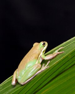 Portrait details green tree frog photo