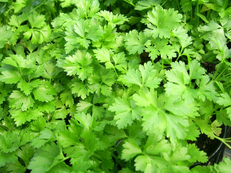 Green healthy herbs