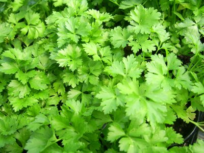 Green healthy herbs