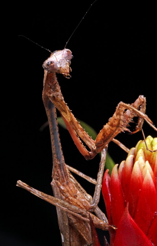 Portrait details insect