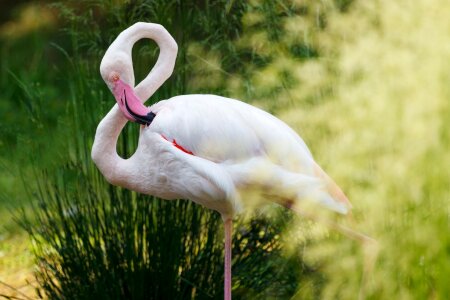Bird exotic fauna