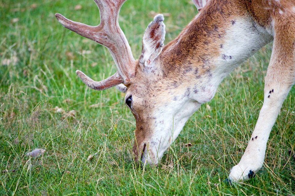 Nature close-up head