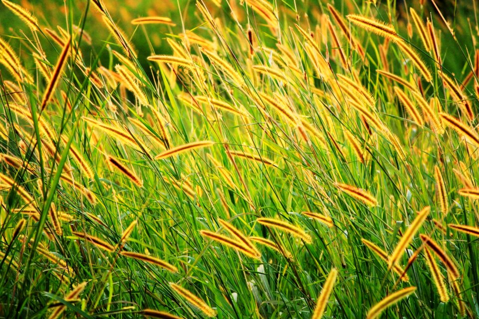 Brown seed field background