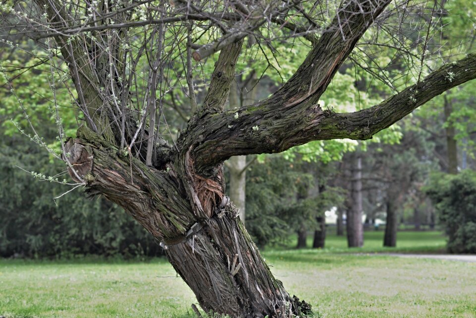 Brown structure bark