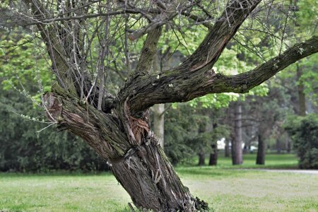 Brown structure bark